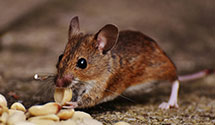 Find Exterminators in Amelia County